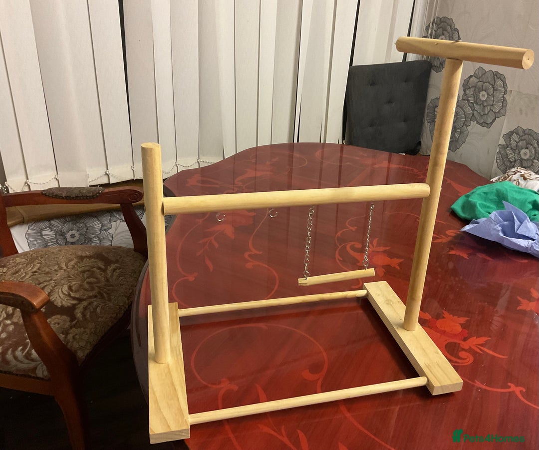 Budgerigars birds for sale: 🐦 Tame English Budgie + Full Setup (3yr Old Male) - Image 17