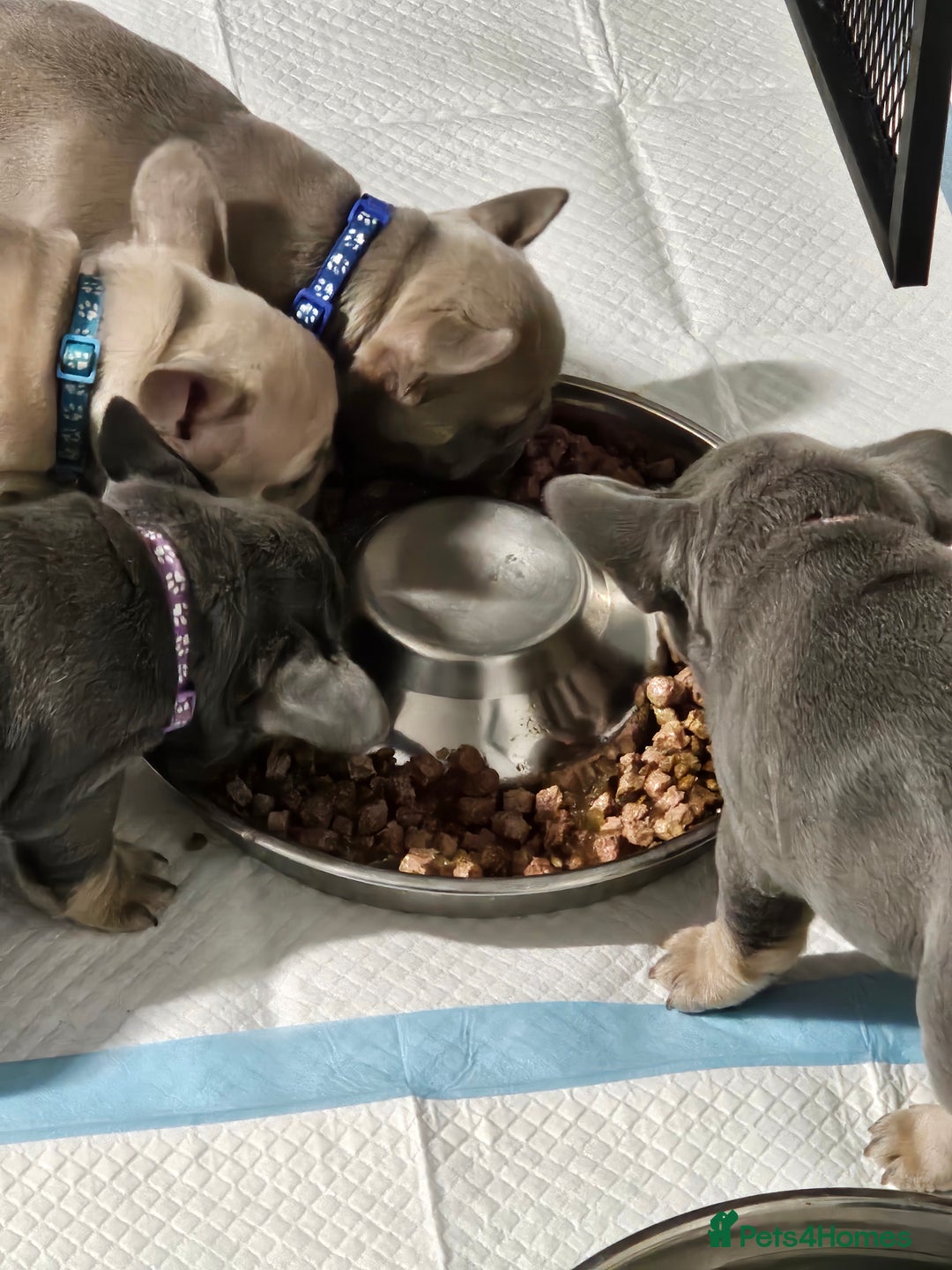 French Bulldog dogs for sale: Pure breed French bulldogs  - Advert 4