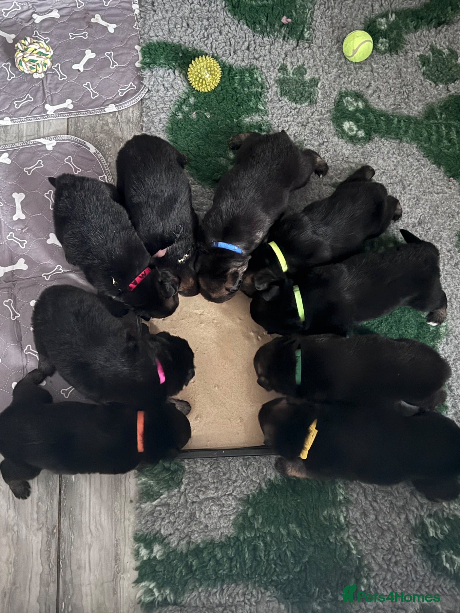 German Shepherd dogs German shepherd puppies - Advert 2