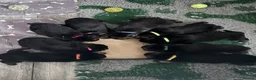 German Shepherd dogs for sale: German shepherd puppies long hair… - Advert 3
