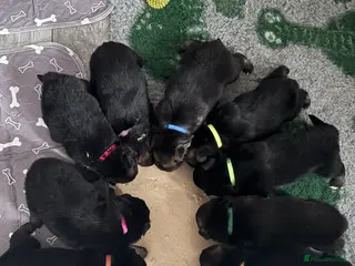 German Shepherd dogs German shepherd puppies - Advert 2