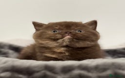 British Shorthair cats for sale: Exceptional BSH Girls, Champion Bloodlines - Advert 11