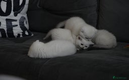 Scottish Fold cats for sale: White Scottish Fold - Image 5