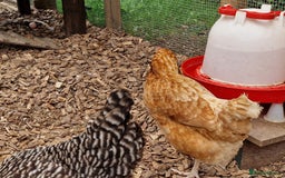 Chickens poultry for sale: Shaver brown chickens - Image 6