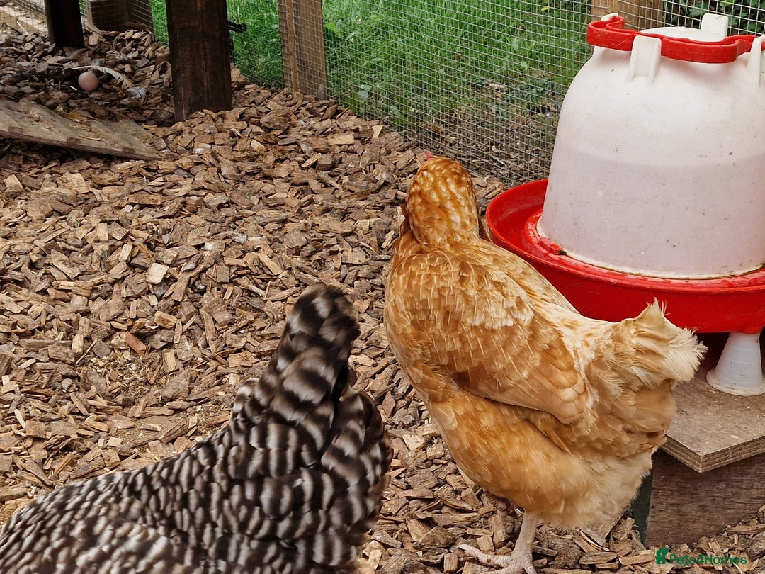 Chickens poultry for sale: Shaver brown chickens - Image 6