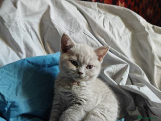 British Shorthair cats Blue/Lilac British Shorthair Kittens - Advert 5