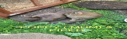 Netherland Dwarf rabbits for sale: Netherland Dwarf / Cross Baby Rabbits  - Advert 18