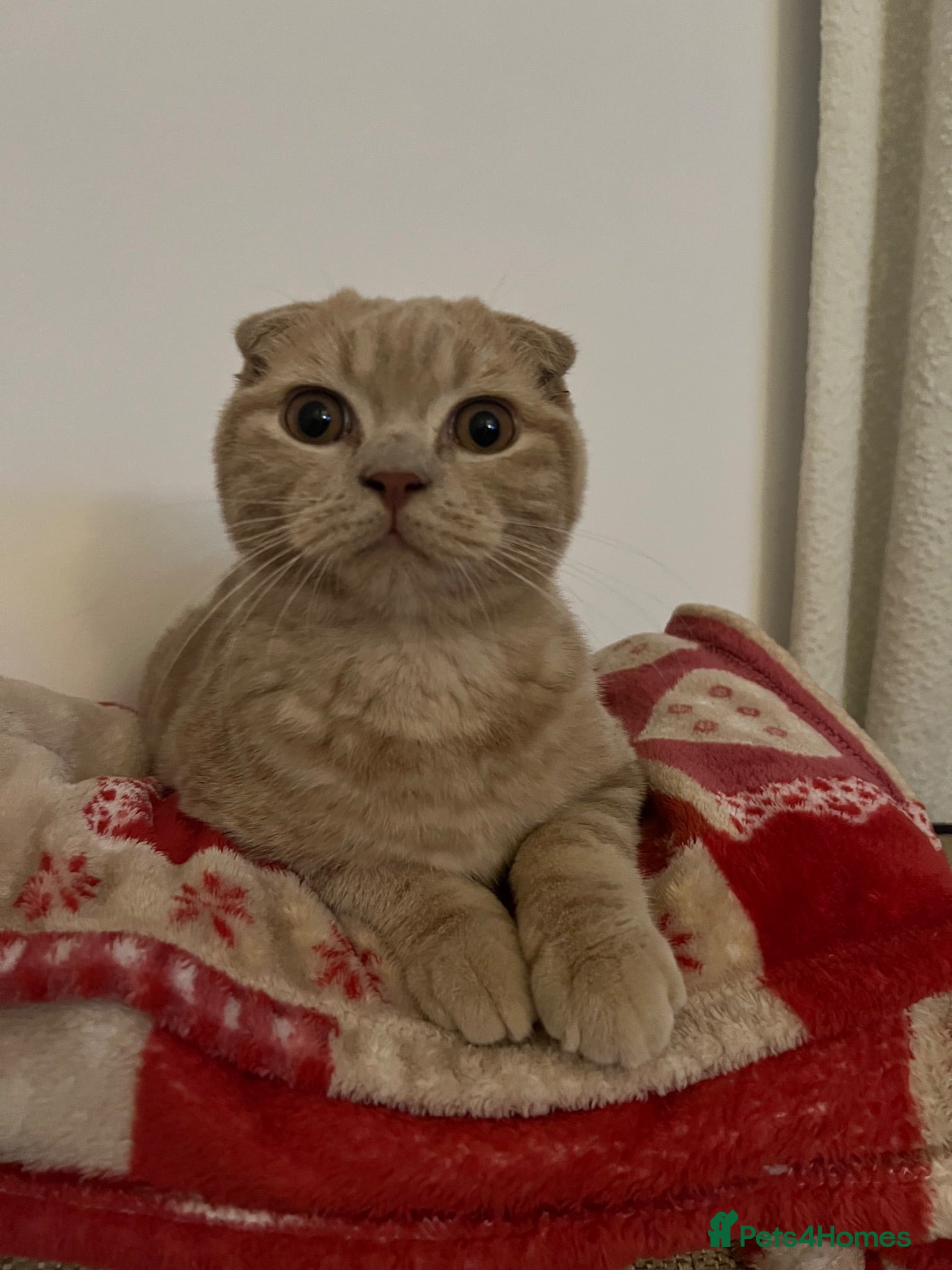 Scottish Fold cats 😻CREAM COLOUR BOY😻only one kitten left - Advert 2