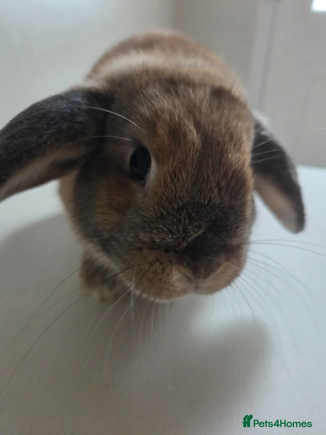 Mini Lop rabbits for sale: Mini french lop  - Advert 10