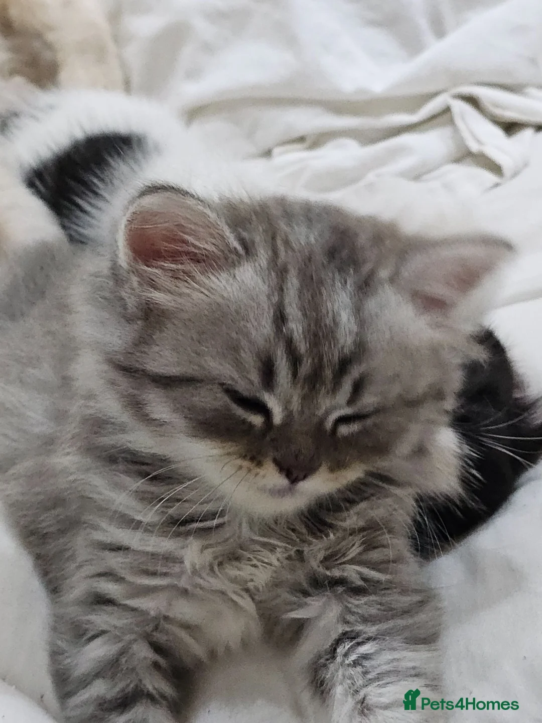 Persian cats for sale: 🐱 2 Stunning Persian Kittens – Ready Now! - Advert 21