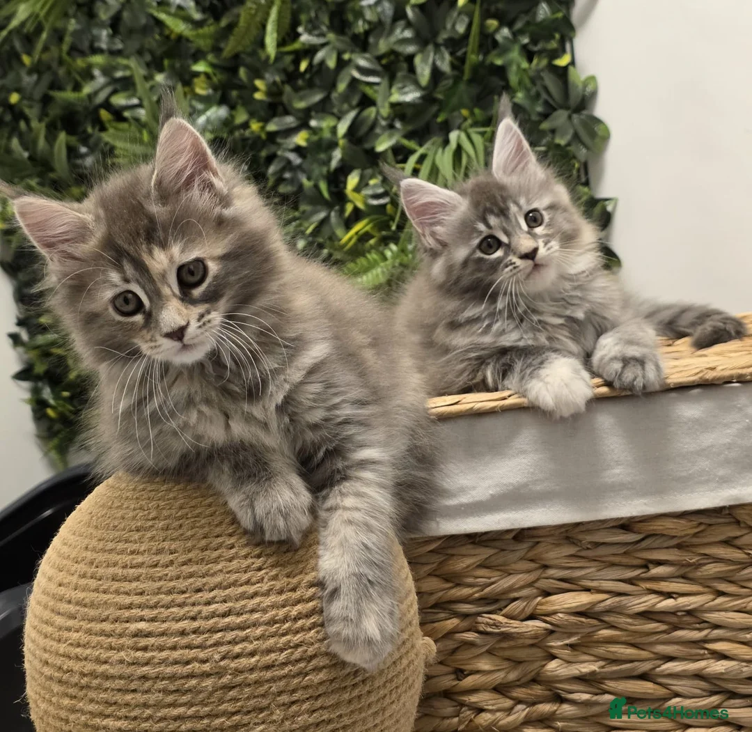 Maine Coon cats for sale: BEAUTIFUL MAINE COON KITTENS - Advert 17