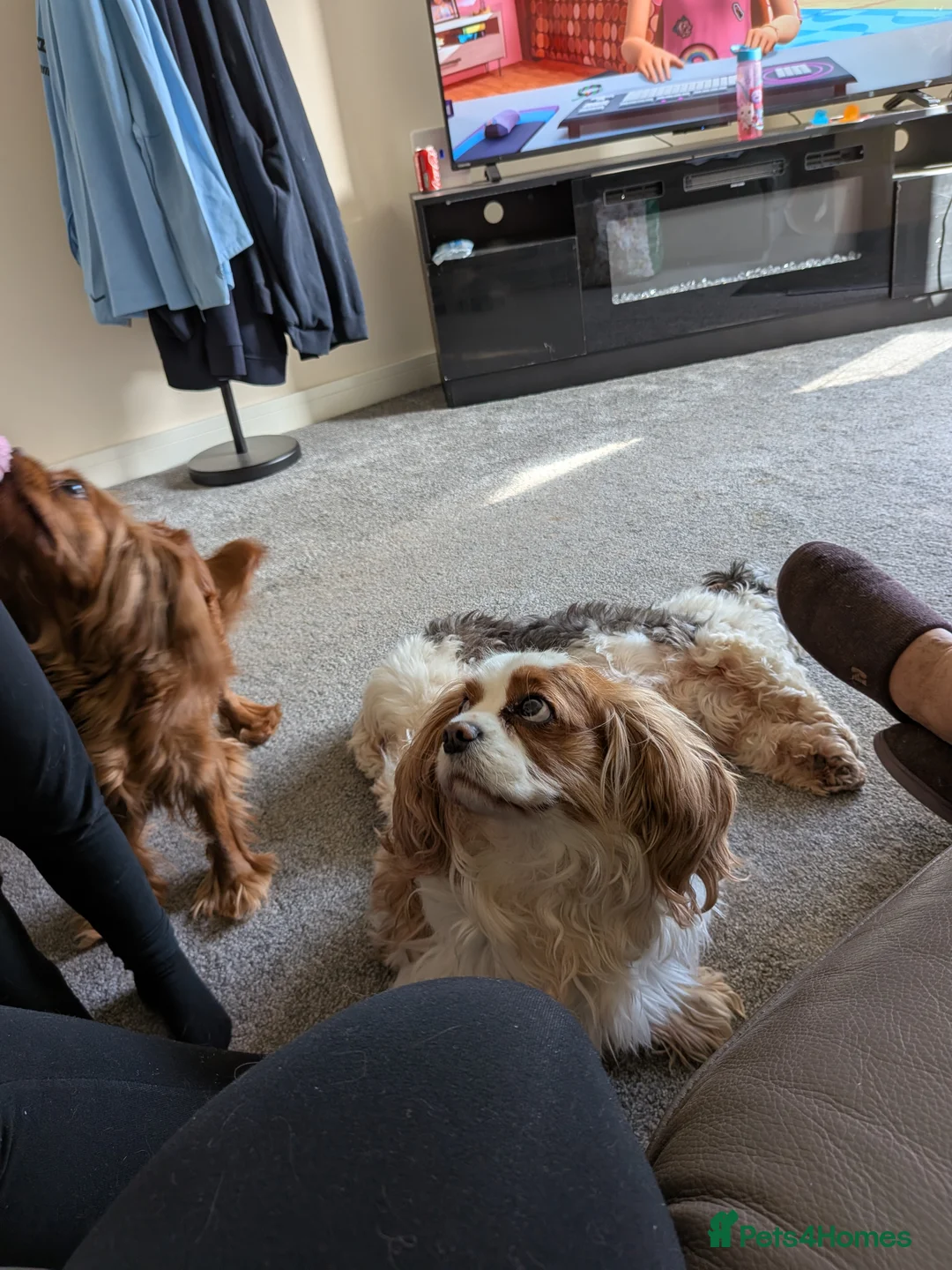 Cavalier King Charles Spaniel dogs for sale: Older loving girl looking for a new home  - Advert 4