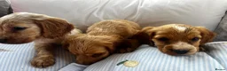 Cocker Spaniel dogs for sale: Show type cocker boys  in Daventry - Advert 15