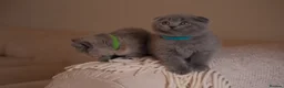 Scottish Fold cats for sale: Stunning Scottish Fold & Straight Kittens! 🐾 - Advert 20