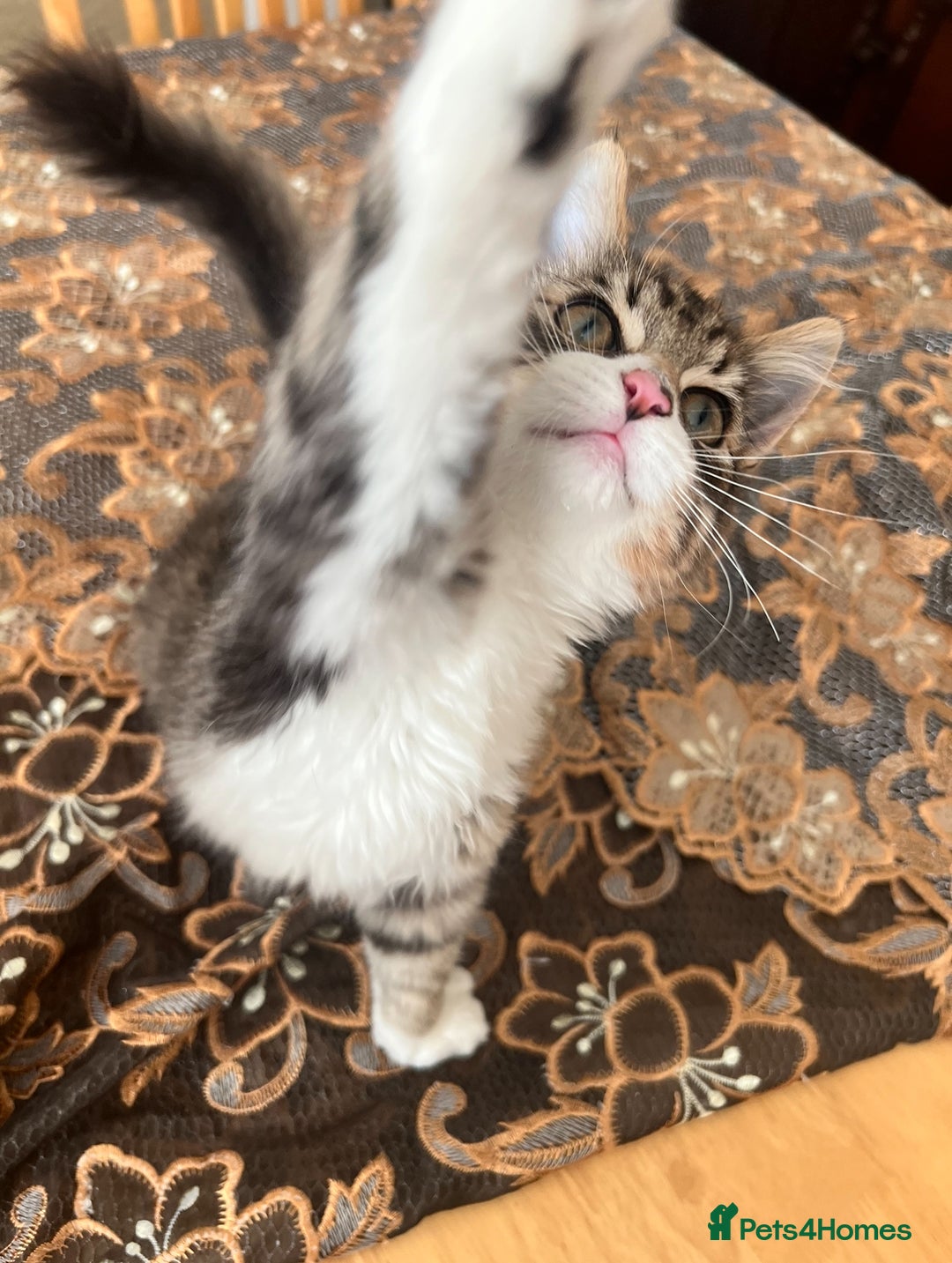 British Longhair cats for sale: Playful and Cuddly Kitten Ready to go❤️ - Advert 5