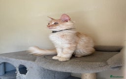 Maine Coon cats for sale: Stunning Maine coon kittens - Image 8
