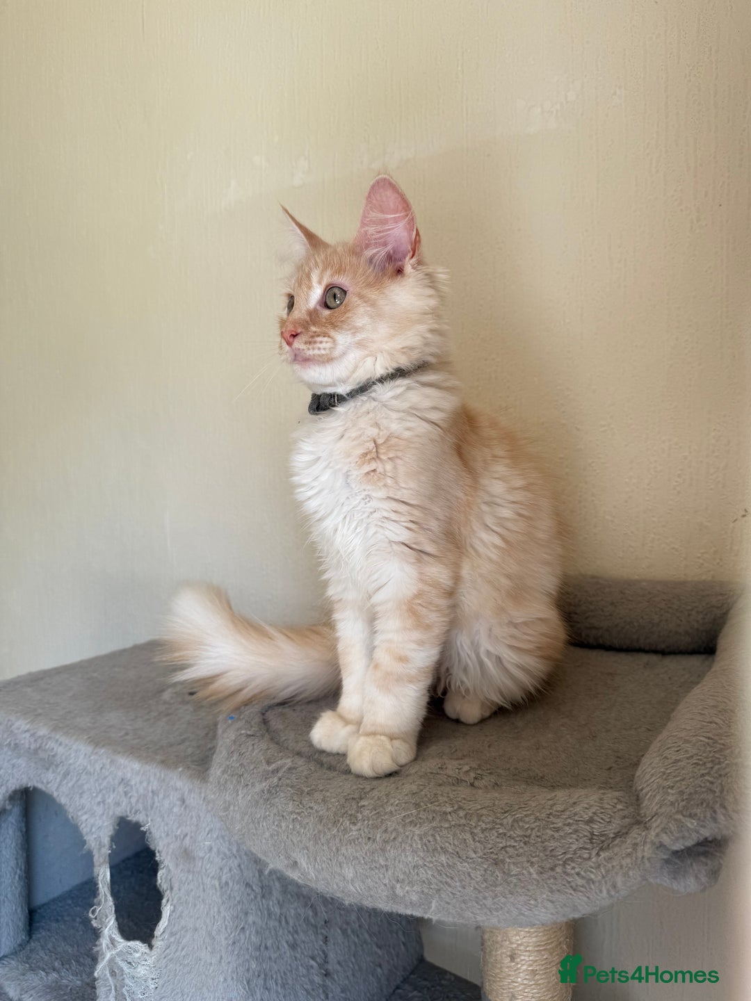 Maine Coon cats for sale: Stunning Maine coon kittens - Image 8