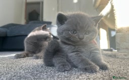 British Shorthair cats for sale: Beautiful Grey British Shorthair Kittens - Image 9