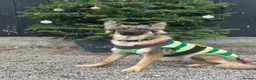 German Shepherd dogs for sale: Gentle 2 year old SPAYED German Shepherd in Exeter - Advert 14