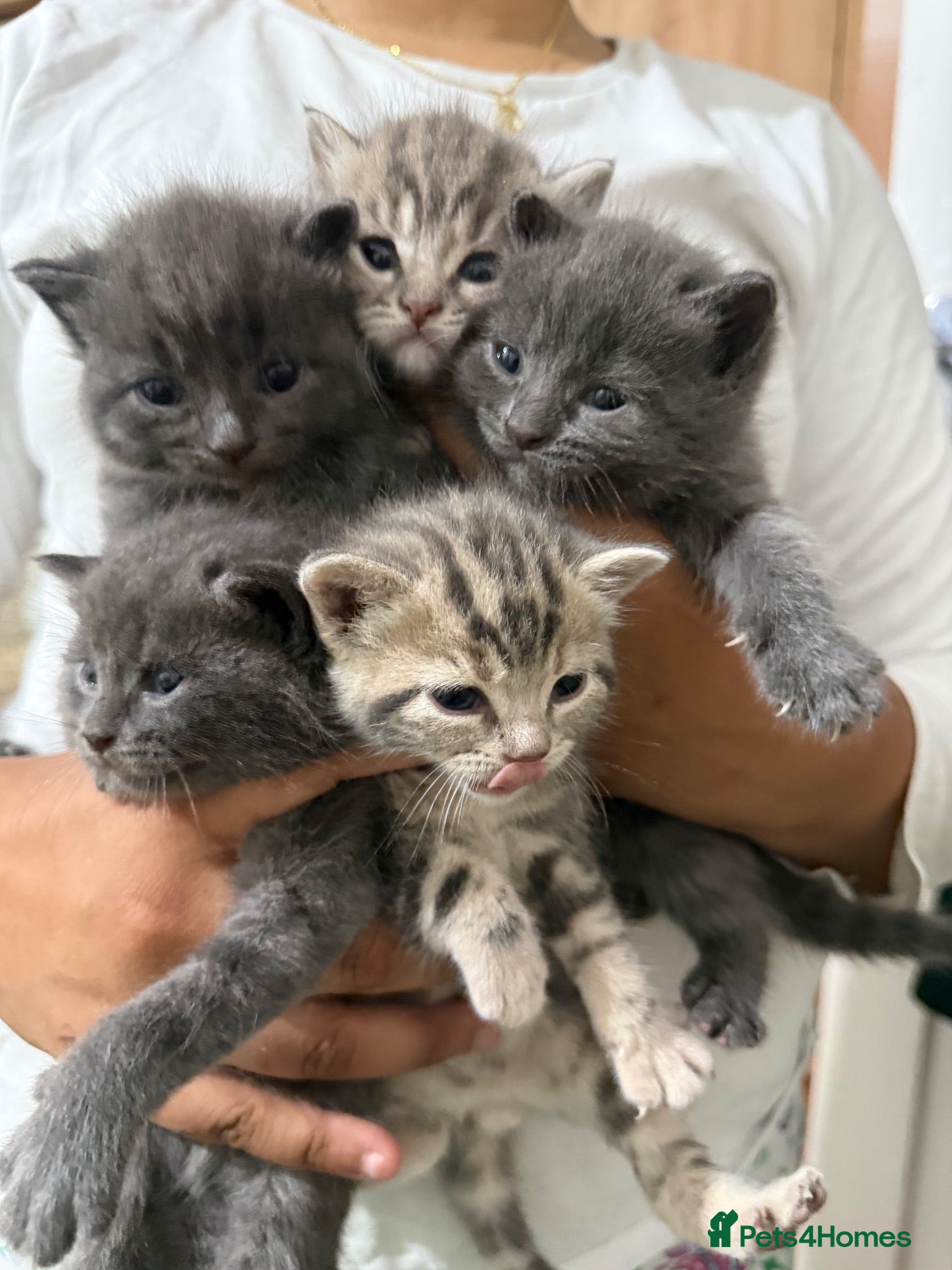 British Shorthair cats 5 British Shorthair kittens. 4 male and 1 female - Advert 1