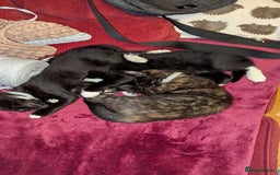 British Longhair cats for sale: Kittens are ready to go  - Image 14