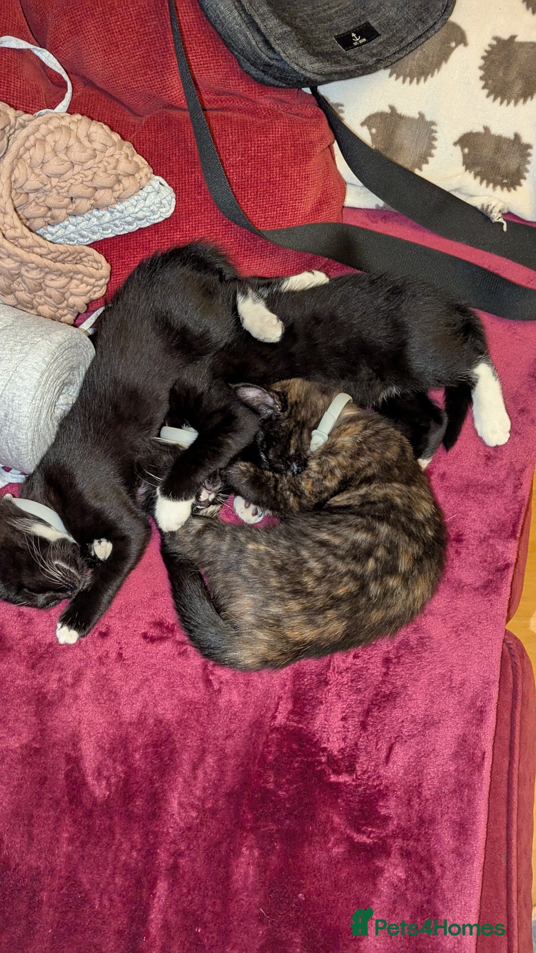 British Longhair cats for sale: Kittens are ready to go  - Image 14