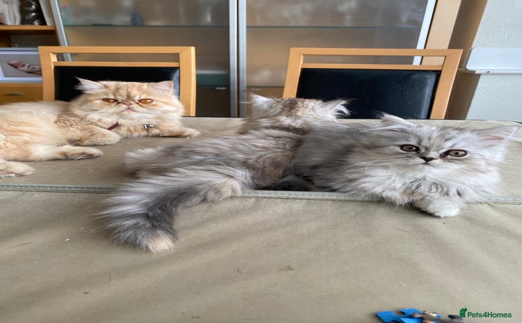 Persian cats - Advert 2