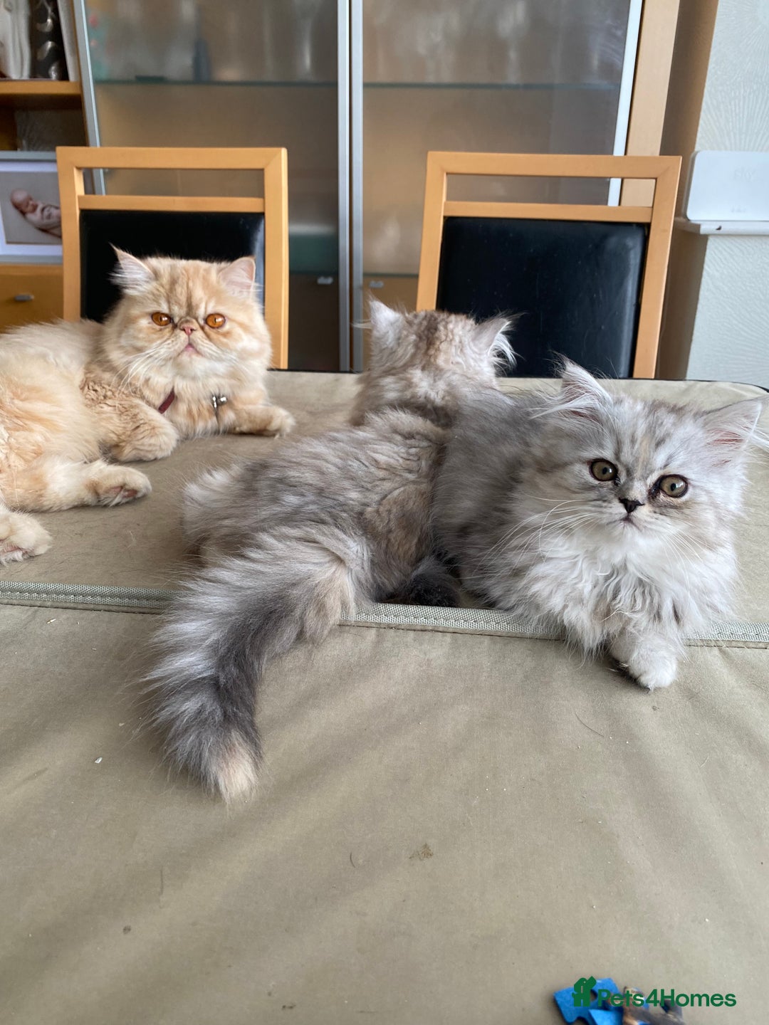 Persian cats for sale: Two multicoloured Persian females - Image 4