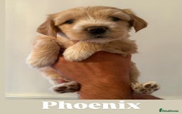 Tibetan Terrier dogs for sale: Tibetan Terrier puppies for sale  - Image 8