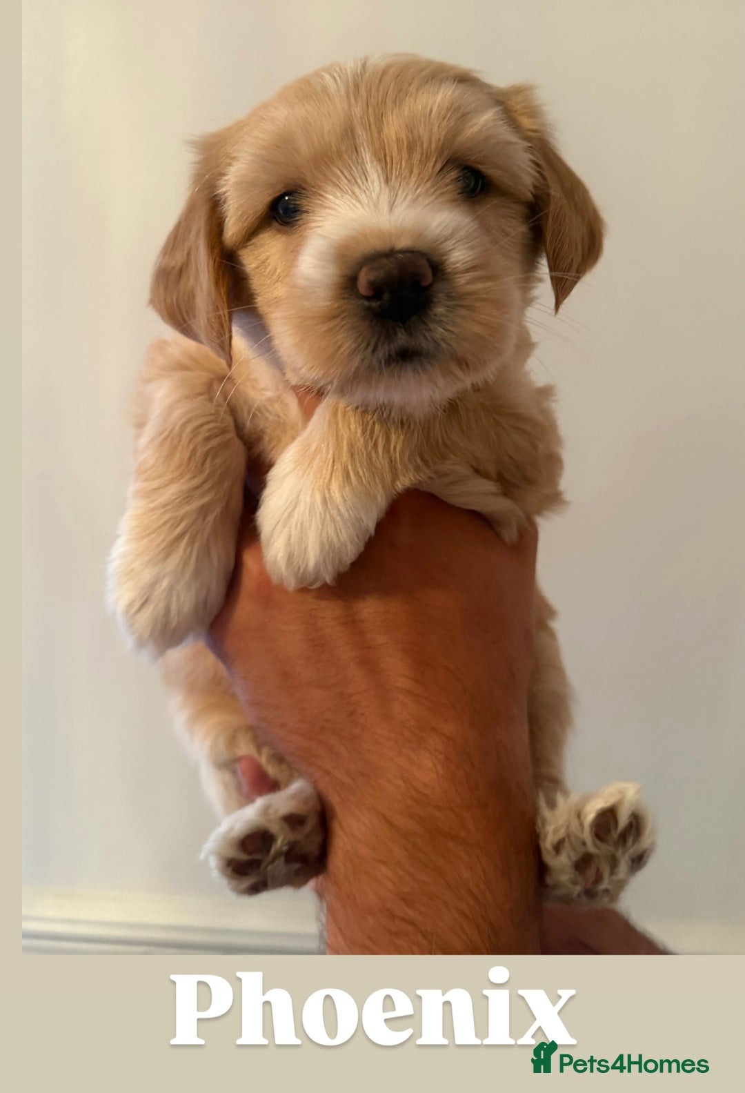 Tibetan Terrier dogs for sale: Tibetan Terrier puppies for sale  - Image 8
