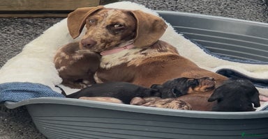 Dachshund dogs - Advert 1