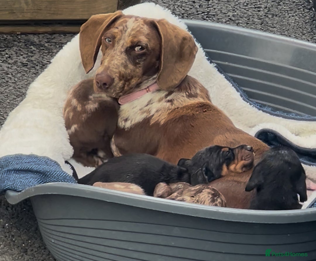 Dachshund dogs for sale: Beautiful Dachshund puppy  - Image 3