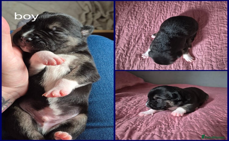 Mixed Breed dogs - Advert 1