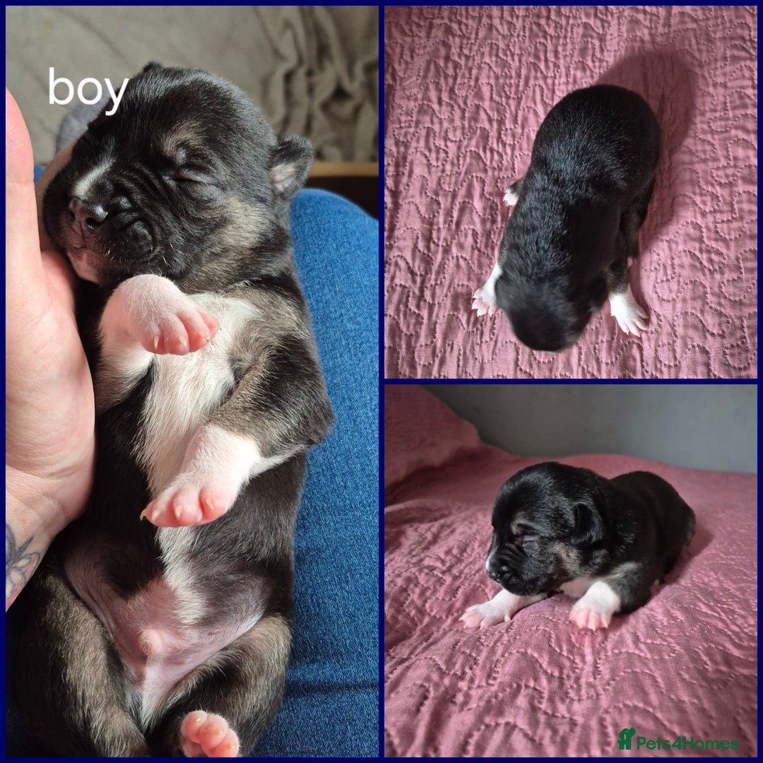 Mixed Breed dogs for sale: Mastiff cross staff puppies 🥰 - Image 1