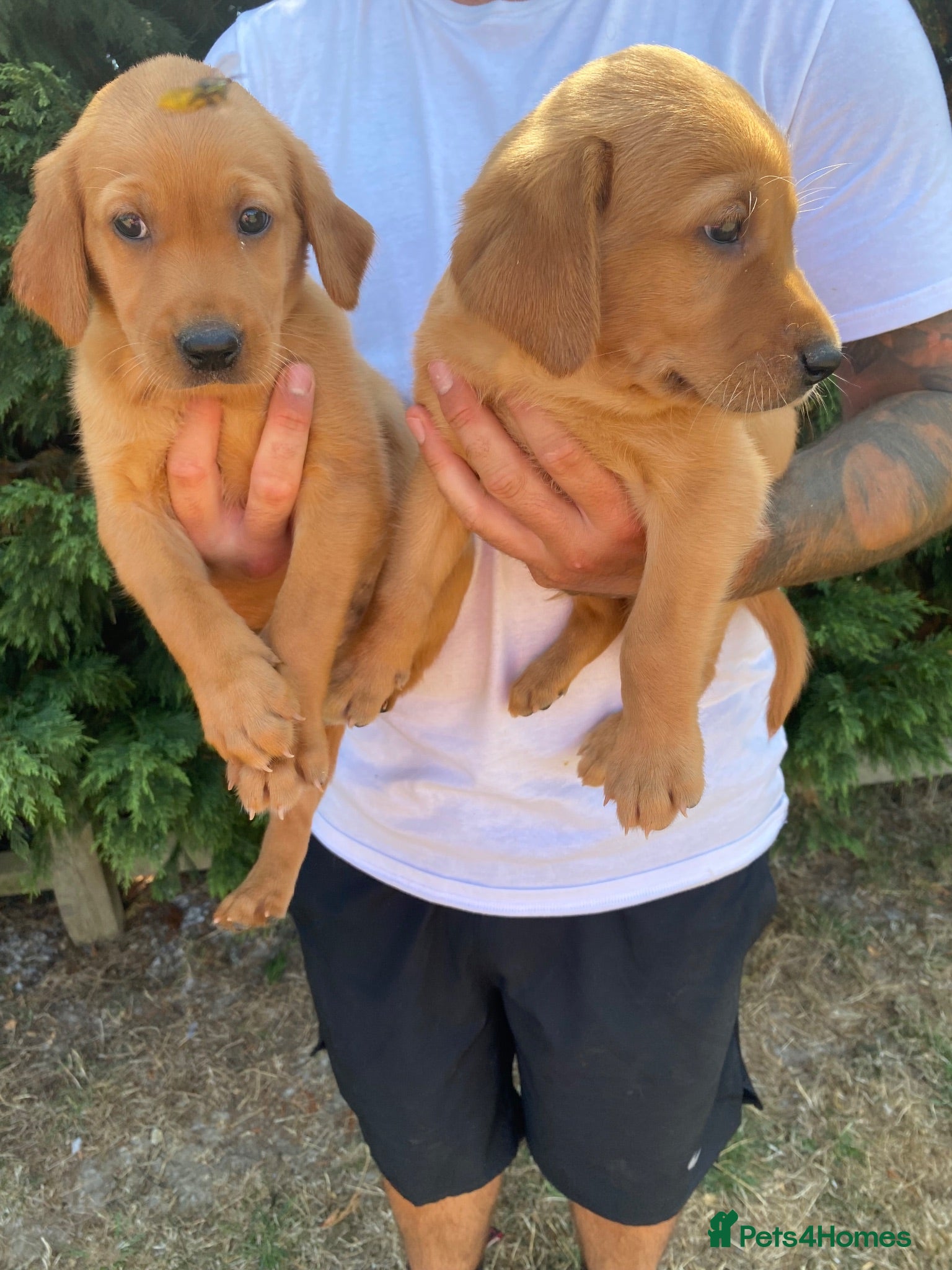 Goldador dogs Beautiful Red Goldador puppies  - Advert 1