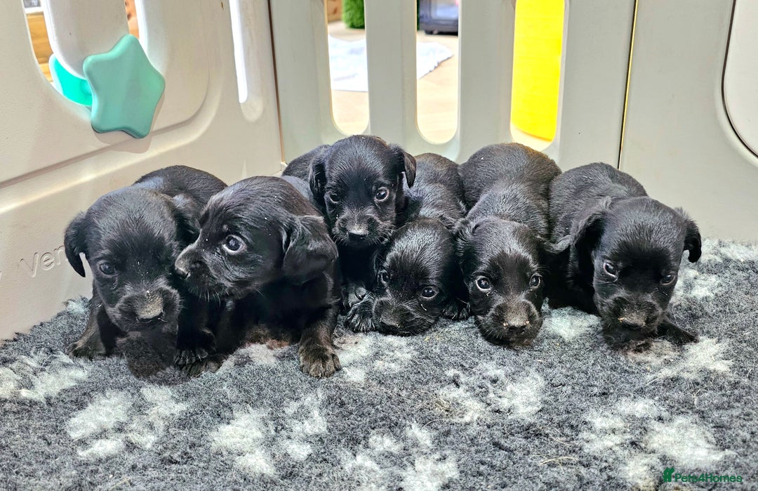 Labrador Retriever dogs for sale: 6 BEAUTIFUL BLACK PUPPIES. LAB CROSS COCKER - Image 1