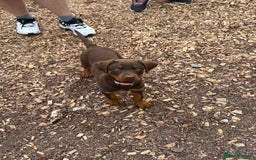 Dobermann dogs for sale: 5 month old chocolate Rottweiler/dobberman  - Image 4