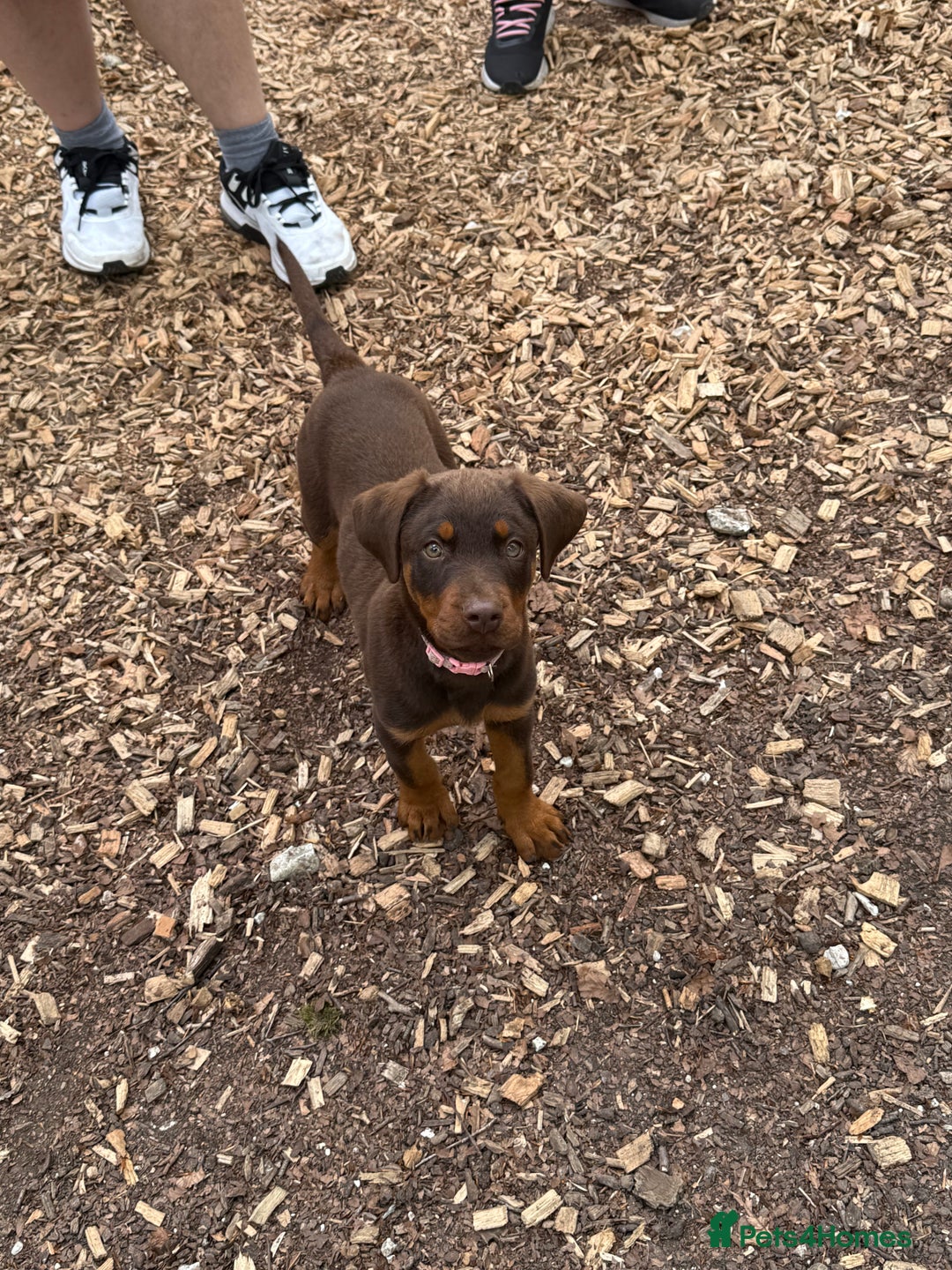 Dobermann dogs for sale: 5 month old chocolate Rottweiler/dobberman  - Image 4