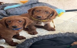 Goldendoodle dogs for sale: Top Quality Goldendoodle x Australian labradoodle  in Brough - Image 13