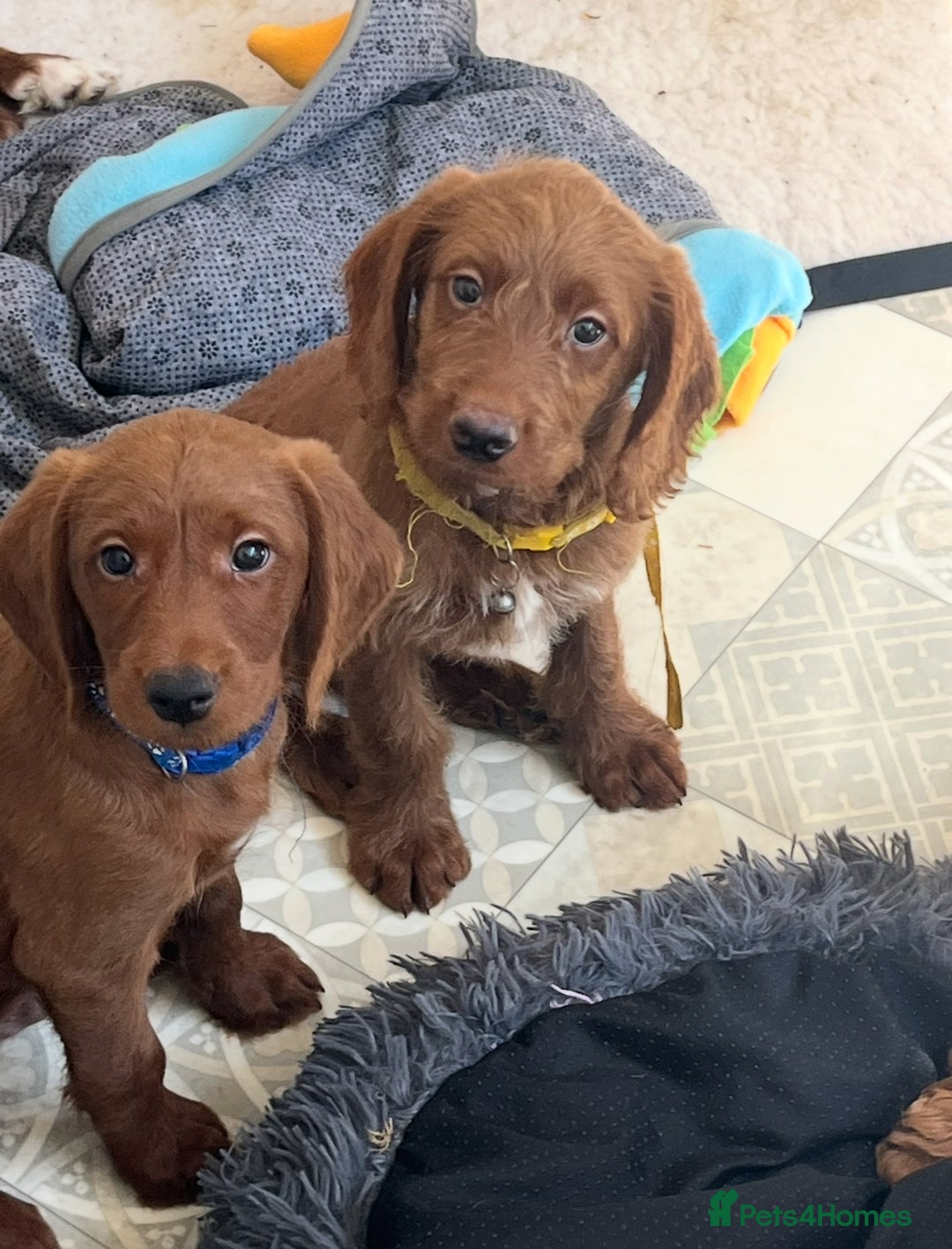 Goldendoodle dogs for sale: Top Quality Goldendoodle x Australian labradoodle  in Brough - Image 13