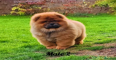 Chow Chow dogs Crufts pedigree litter Kc registered  - Advert 7