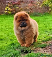 Chow Chow dogs Crufts pedigree litter Kc registered - Advert 7