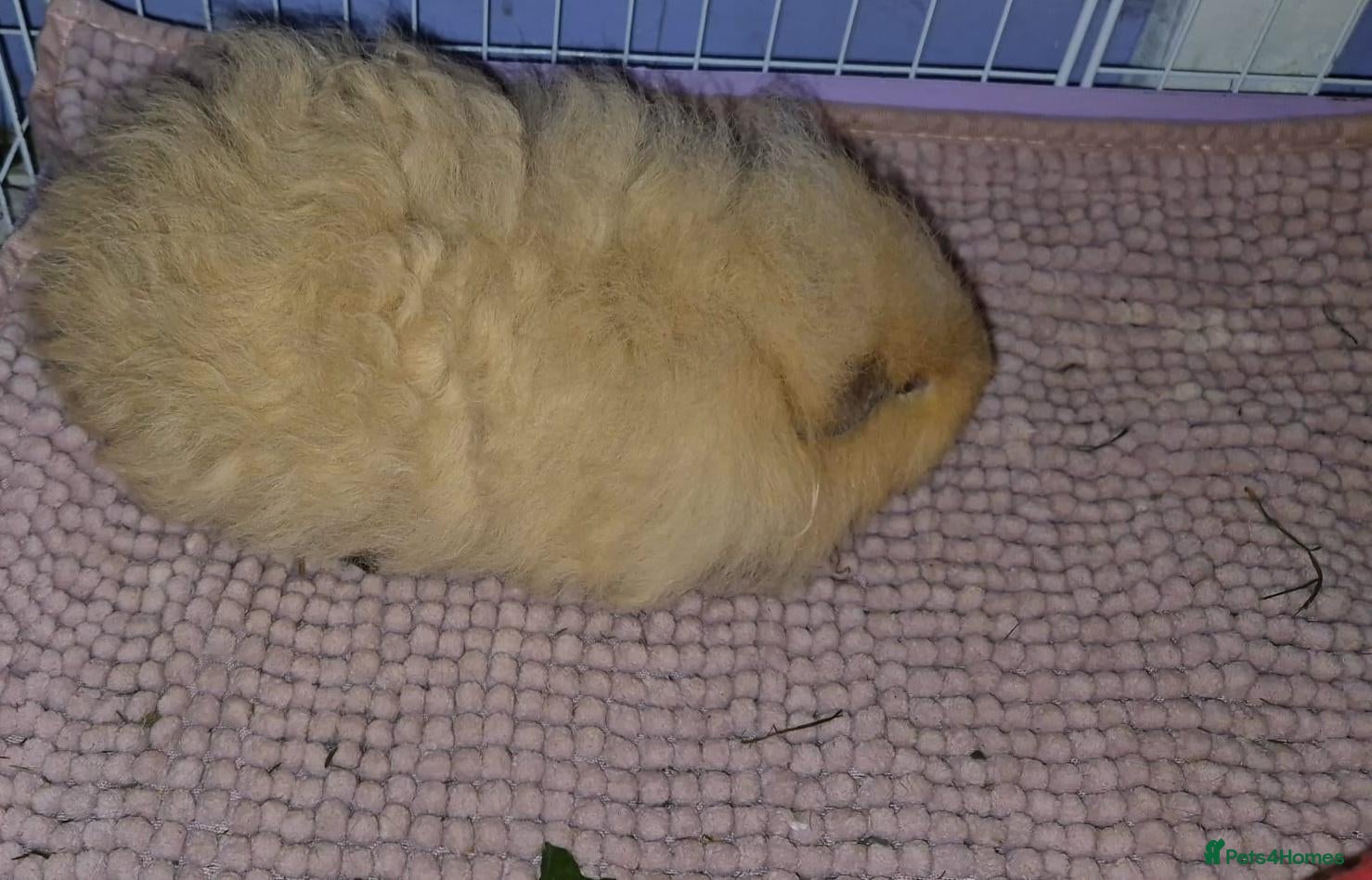 Guinea Pig rodents for sale: Cream Swiss Boar  - Advert 1