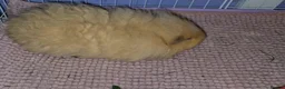 Guinea Pig rodents for sale: Cream Swiss Boar  - Advert 1