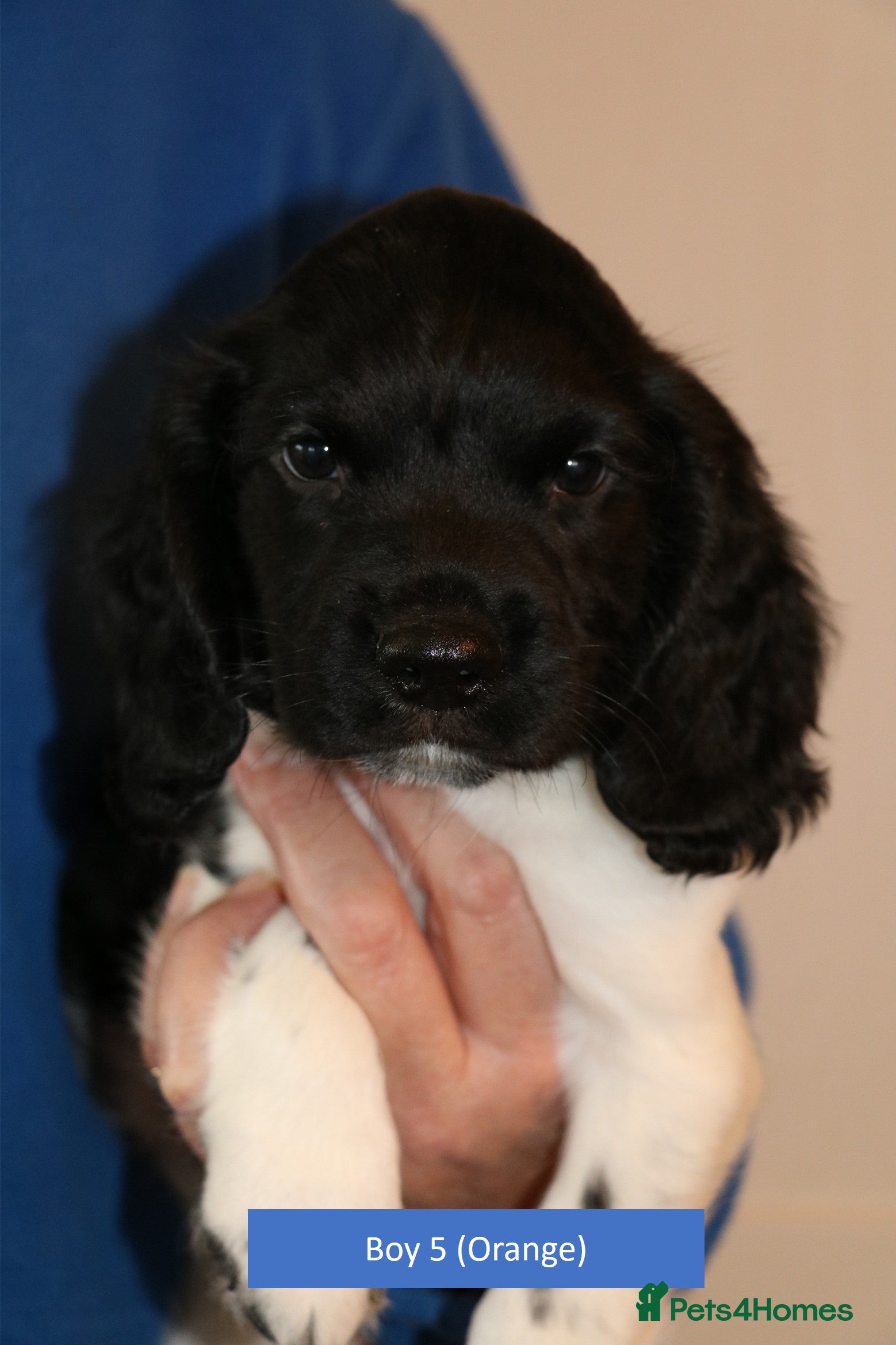 English Springer Spaniel dogs Health Tested English Springer Spaniel Puppies - Advert 14