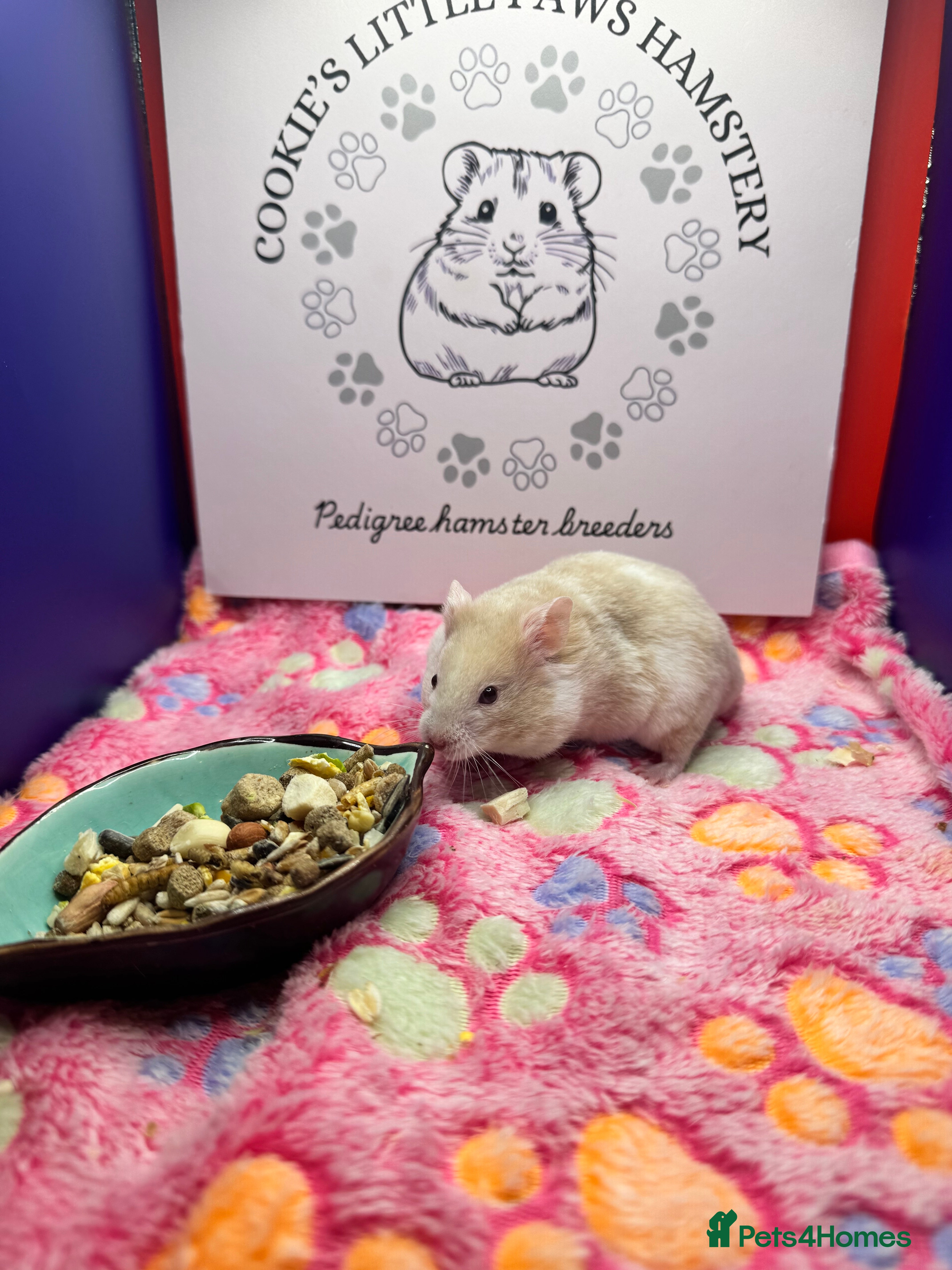 Hamster rodents Pedigree Syrian hamsters - Advert 3