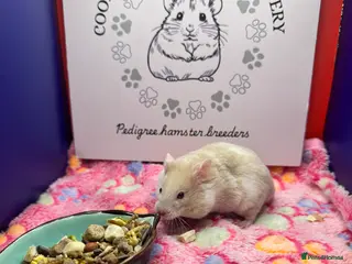 Hamster rodents Pedigree Syrian hamsters - Advert 3