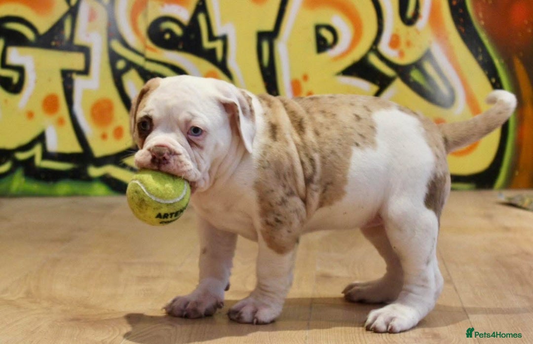 Alapaha Blue Blood Bulldog dogs for sale: SUPERB PICK OF LITTER PUP 5***** - Advert 4
