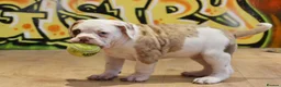 Alapaha Blue Blood Bulldog dogs for sale: SUPERB PICK OF LITTER PUP 5***** - Advert 5