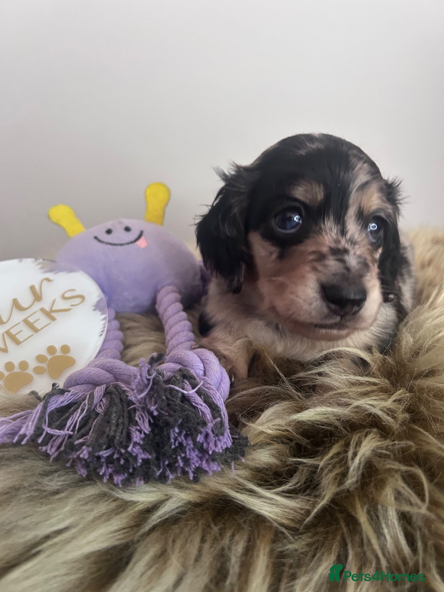Miniature Dachshund dogs 🖤🍦 STUNNING SILVER DAPPLE & CREAM LONGHAIR 🍦🖤  - Advert 17
